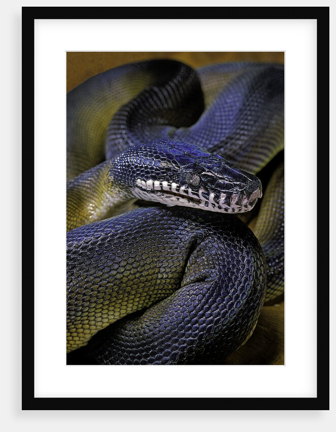 Leiopython albertisii (white-lipped python) by Anonymous