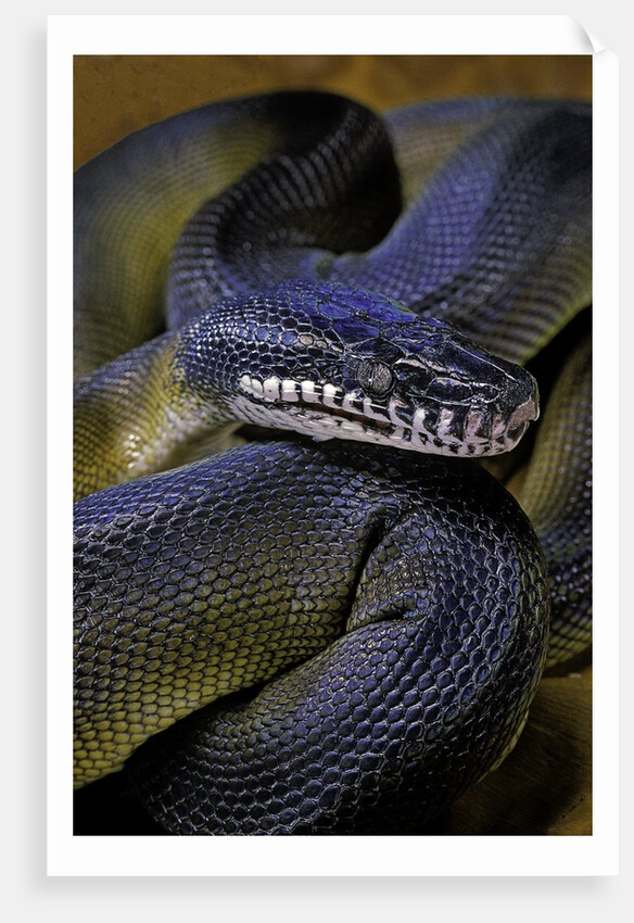 Leiopython albertisii (white-lipped python) by Anonymous