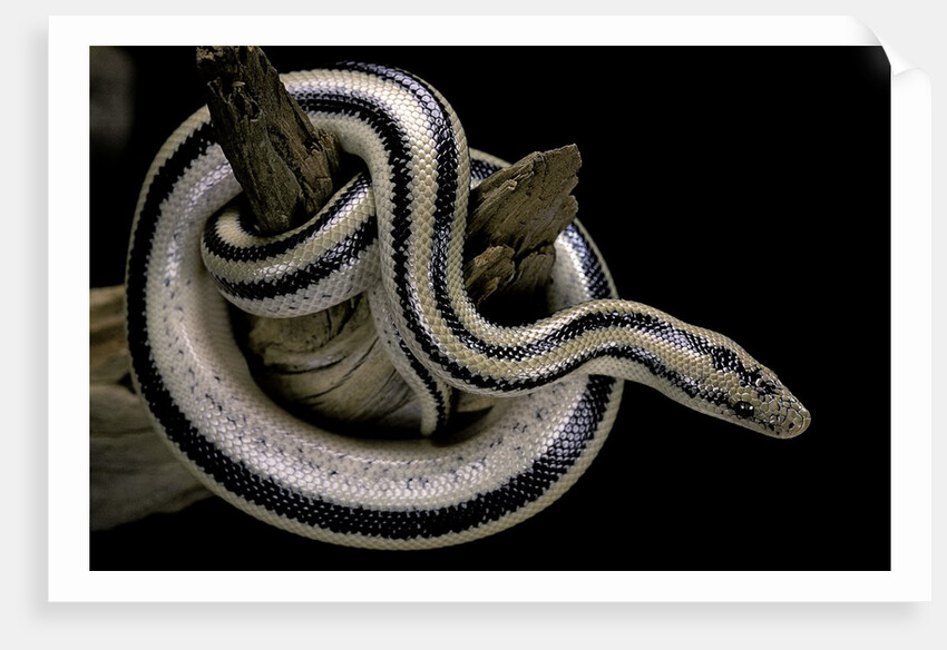 Lichanura trivirgata trivirgata (mexican rosy boa) by Anonymous