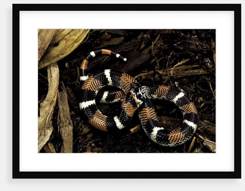 Lystrophis semicinctus (hognose snake) by Anonymous