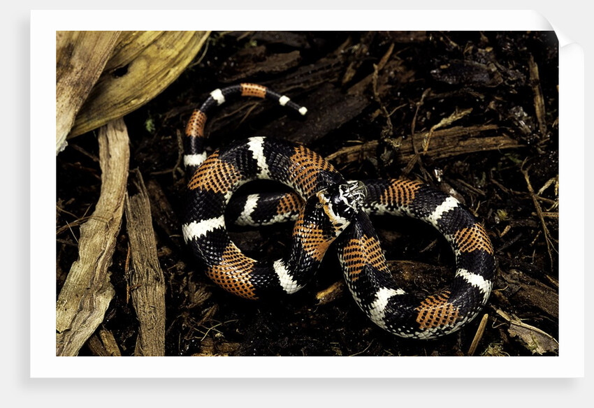 Lystrophis semicinctus (hognose snake) by Anonymous