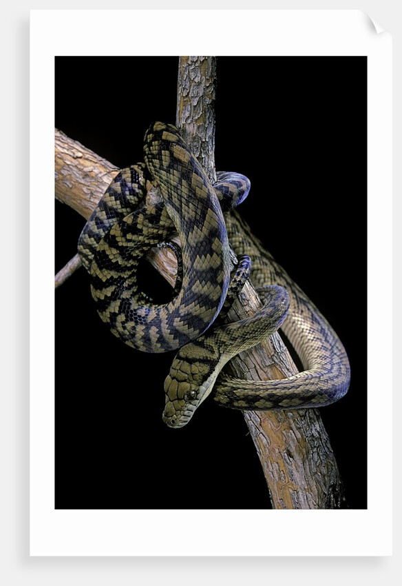 Morelia amethistina (amethyst python) by Anonymous