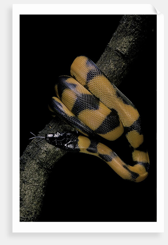 Bothrochilus boa (Bismarck ringed python) by Anonymous