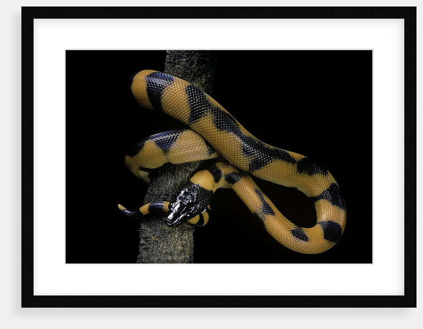 Bothrochilus boa (Bismarck ringed python) by Anonymous