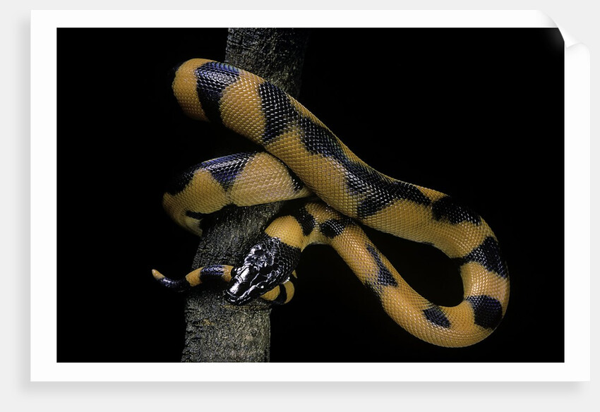 Bothrochilus boa (Bismarck ringed python) by Anonymous