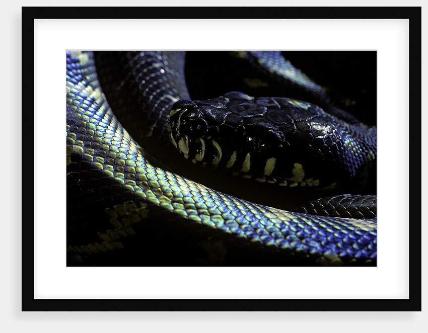Morelia boeleni (black python) by Anonymous