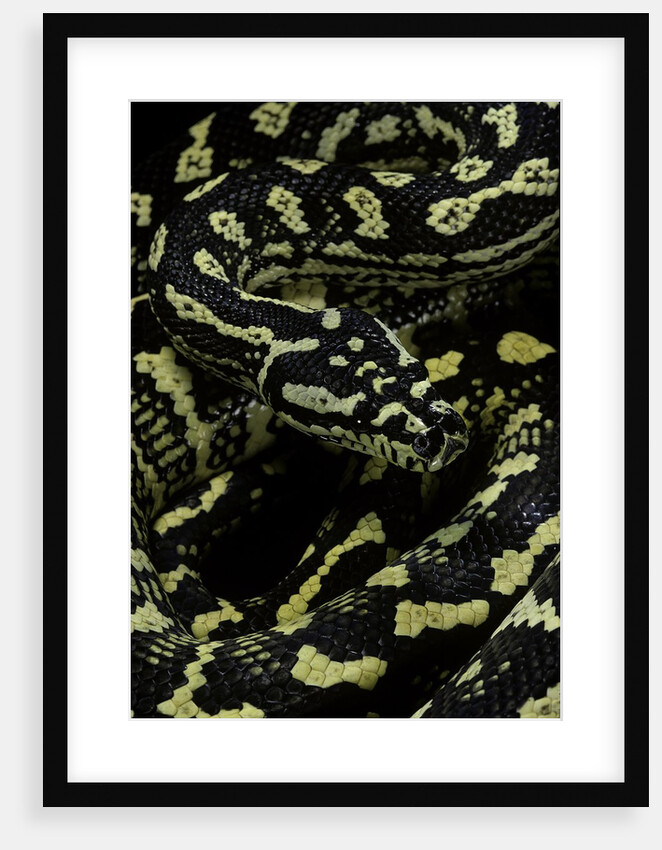 Morelia spilota cheynei (jungle carpet python) by Anonymous
