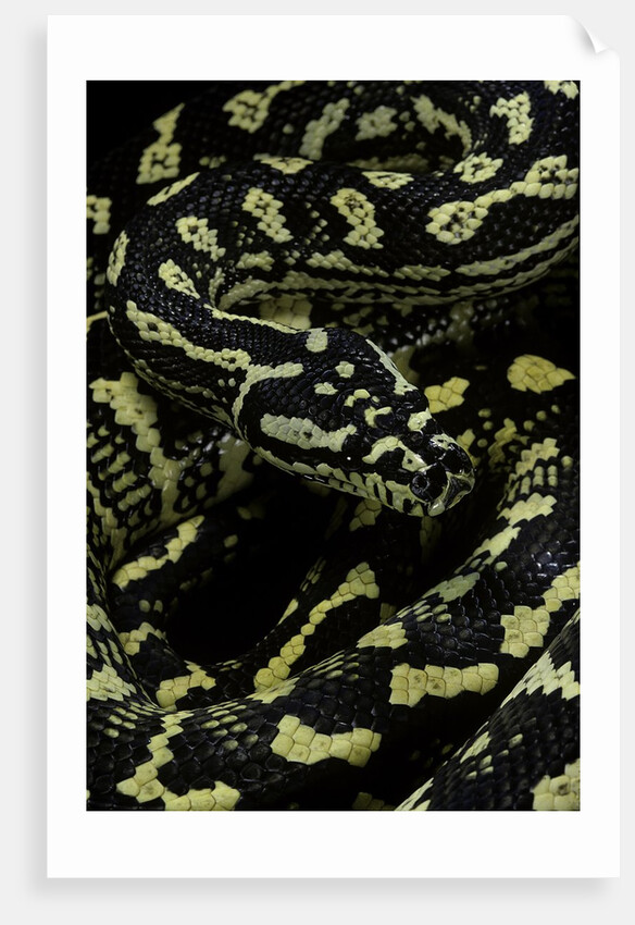 Morelia spilota cheynei (jungle carpet python) by Anonymous