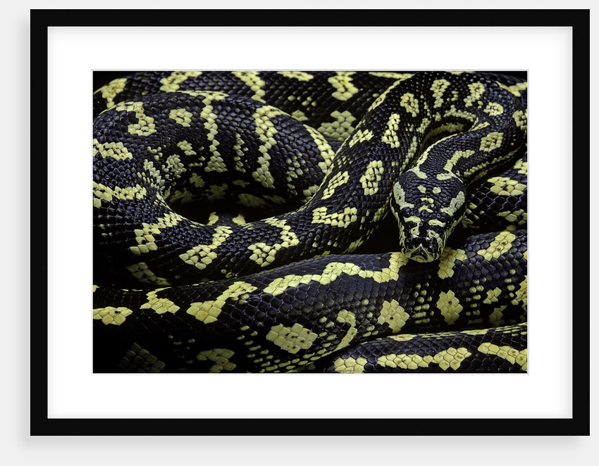 Morelia spilota cheynei (jungle carpet python) by Anonymous