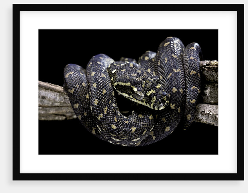 Morelia spilota spilota (diamand python) by Anonymous