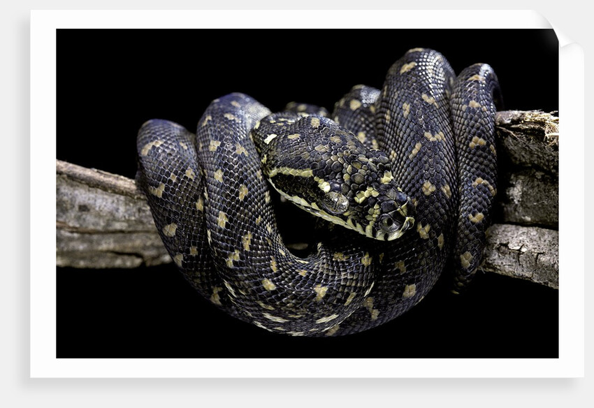 Morelia spilota spilota (diamand python) by Anonymous