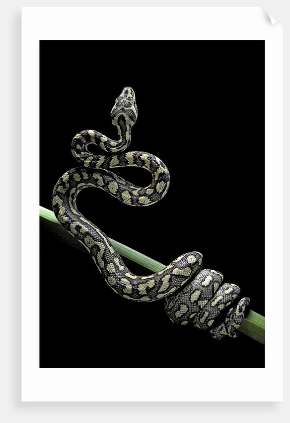 Morelia spilota variegata (North-western carpet python) by Anonymous
