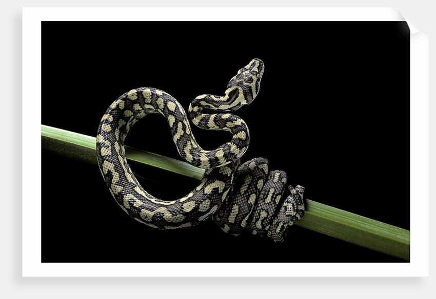 Morelia spilota variegata (North-western carpet python) by Anonymous
