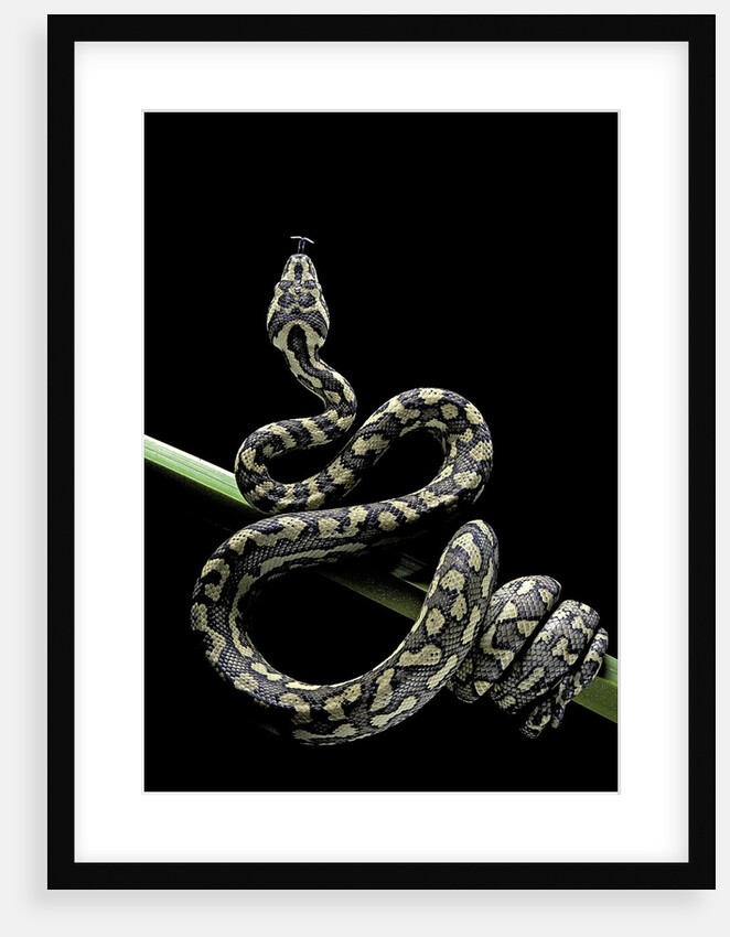 Morelia spilota variegata (North-western carpet python) by Anonymous