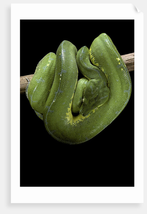 Morelia viridis (green tree python) by Anonymous