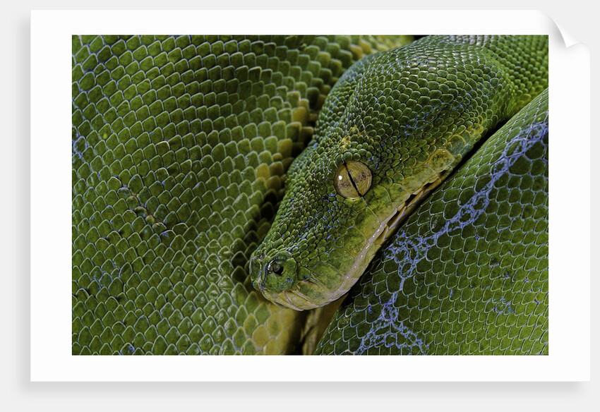 Morelia viridis (green tree python) by Anonymous