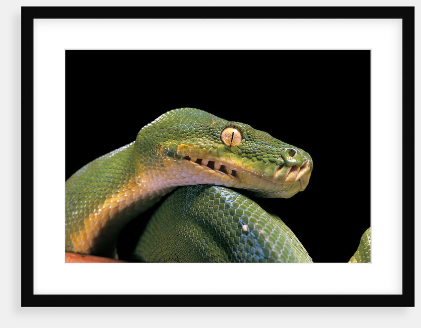 Morelia viridis (green tree python) by Anonymous