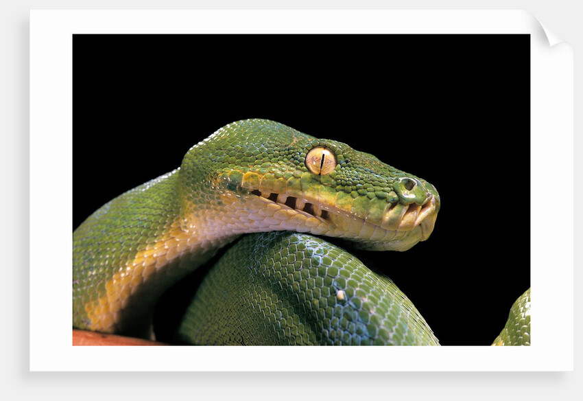 Morelia viridis (green tree python) by Anonymous