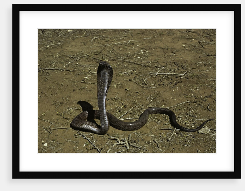 Naja haje (egyptian cobra) by Anonymous