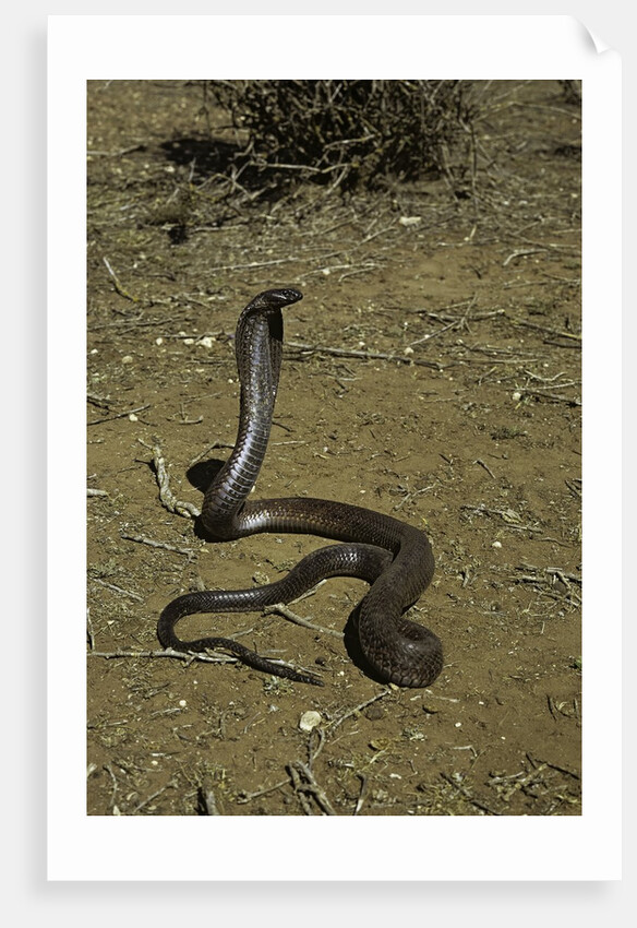 Naja haje (egyptian cobra) by Anonymous