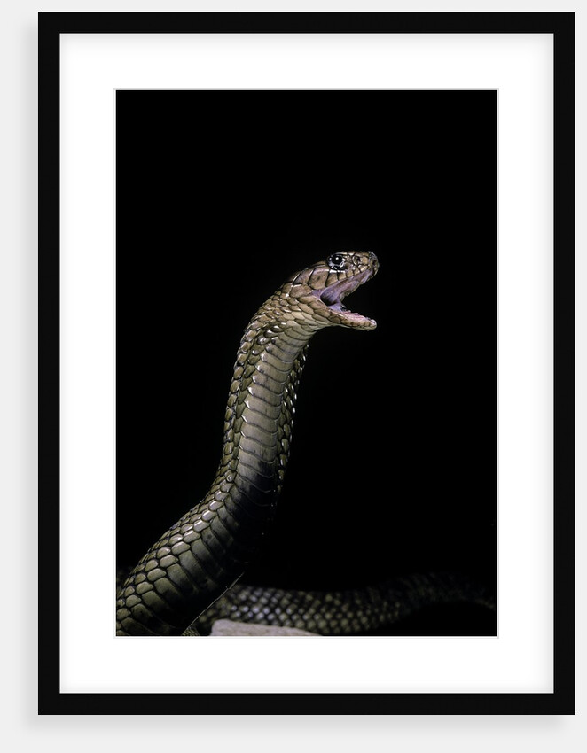 Naja haje (egyptian cobra) by Anonymous