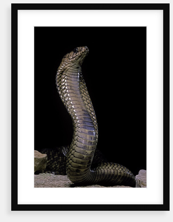 Naja haje (egyptian cobra) by Anonymous