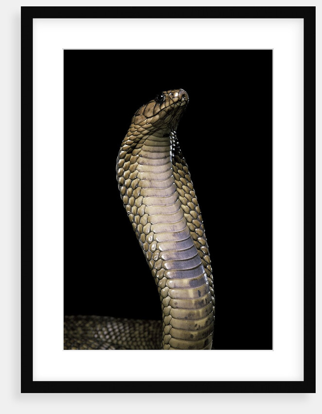Naja haje (egyptian cobra) by Anonymous