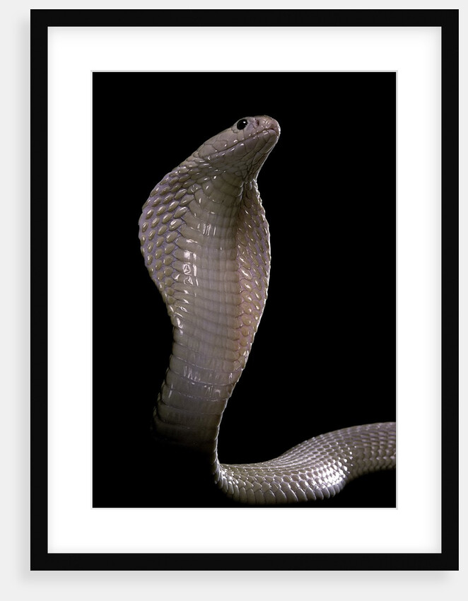 Naja kaouthia (monocled cobra) by Anonymous