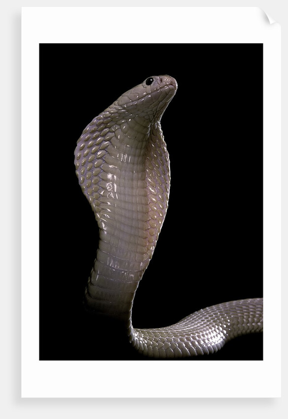 Naja kaouthia (monocled cobra) by Anonymous