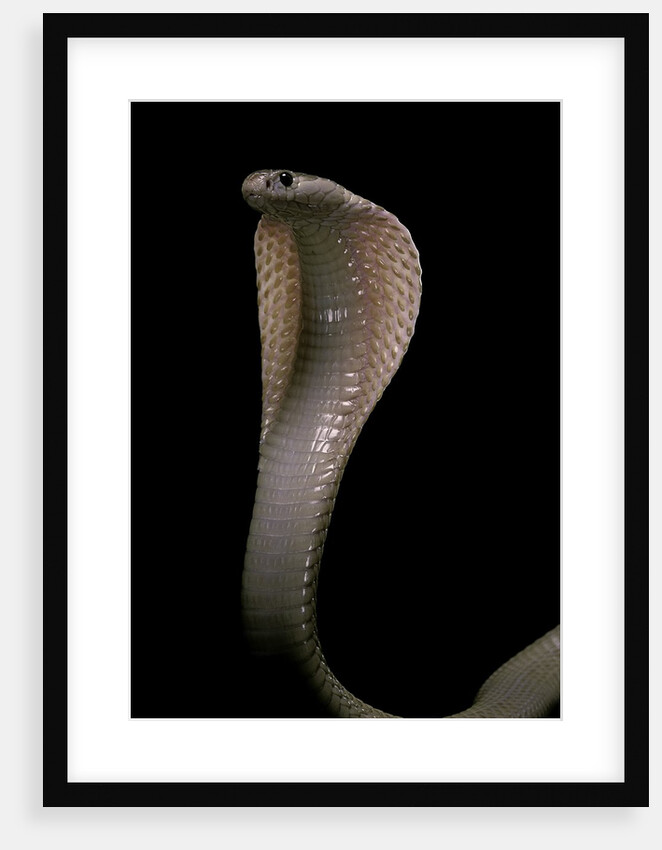Naja kaouthia (monocled cobra) by Anonymous