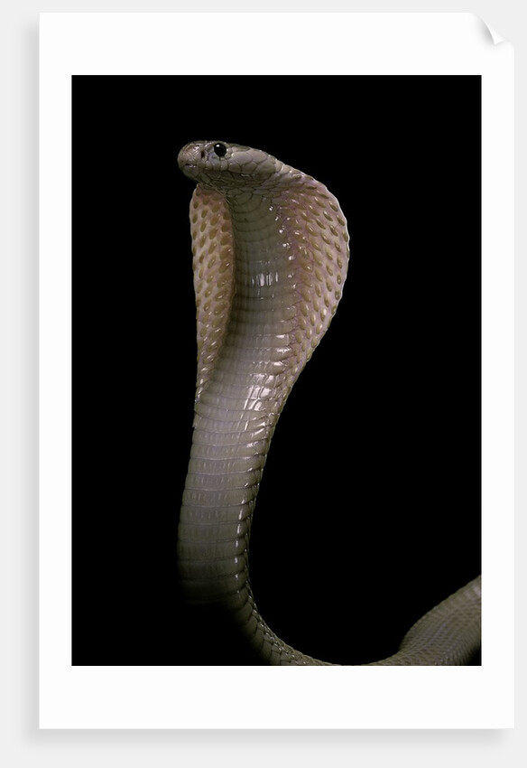 Naja kaouthia (monocled cobra) by Anonymous