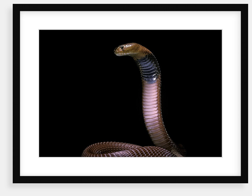 Naja pallida (red spitting cobra) by Anonymous