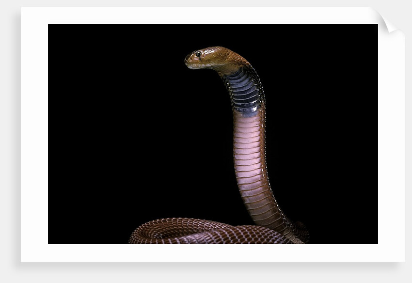 Naja pallida (red spitting cobra) by Anonymous