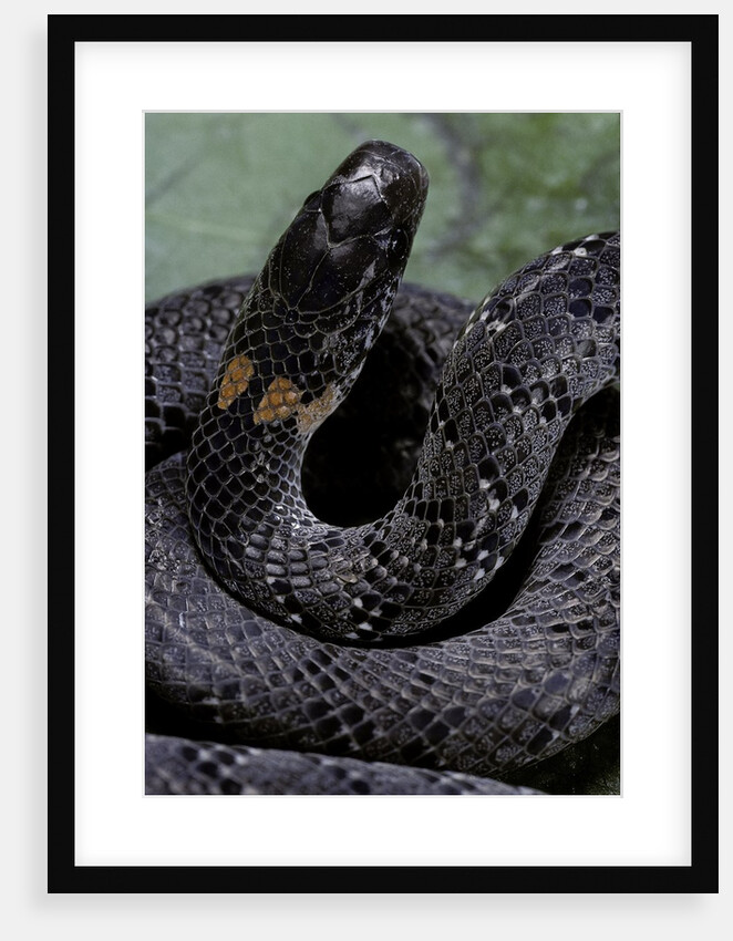 Pareas margaritophorus (Asian snail-eating snake) by Anonymous