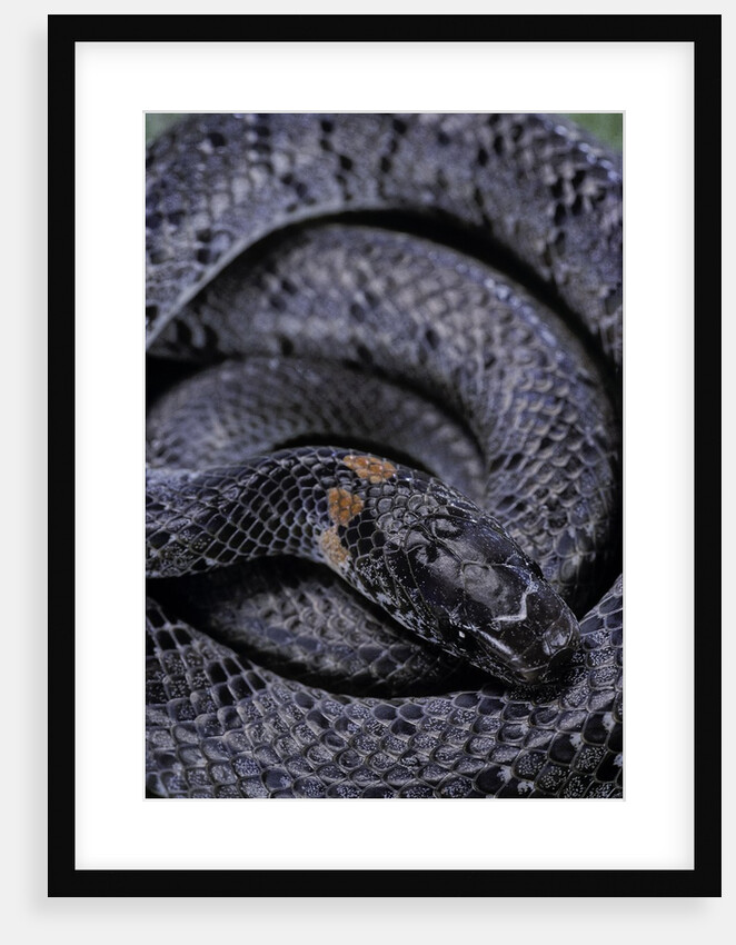 Pareas margaritophorus (Asian snail-eating snake) by Anonymous