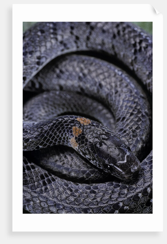 Pareas margaritophorus (Asian snail-eating snake) by Anonymous