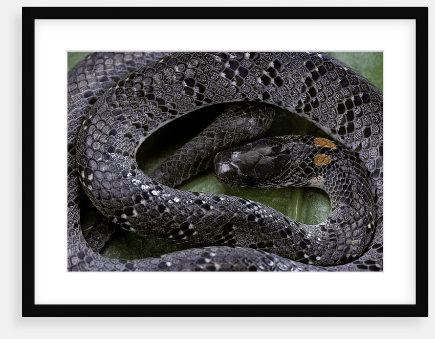 Pareas margaritophorus (Asian snail-eating snake) by Anonymous