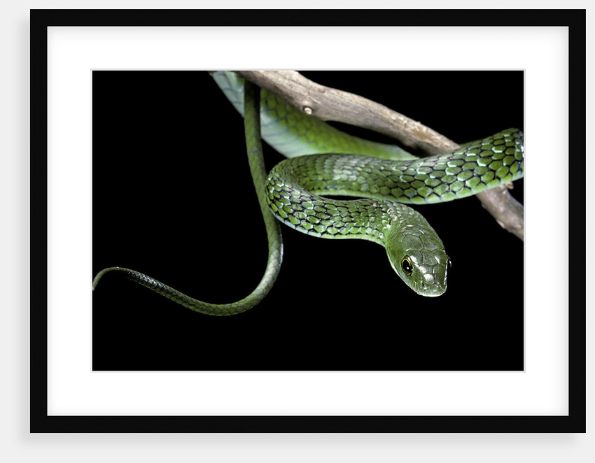 Philothamnus angolensis (green bush snake) by Anonymous