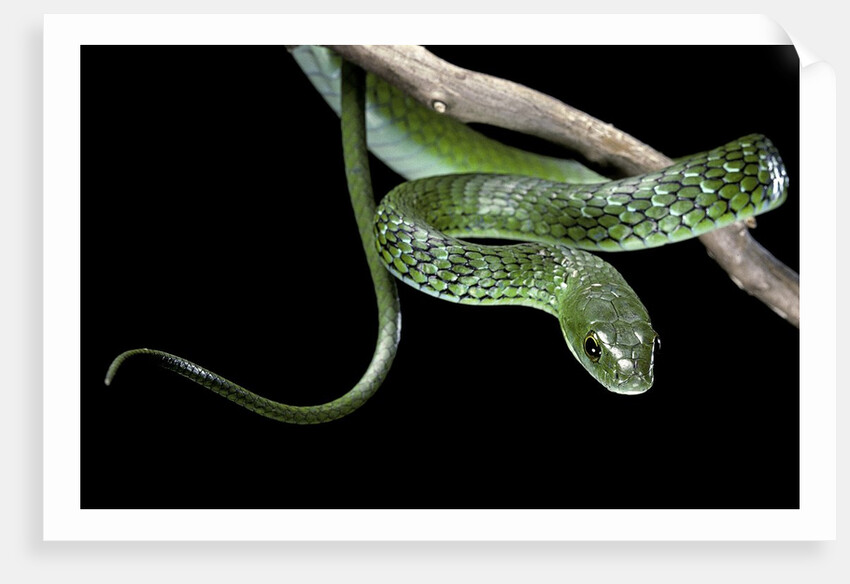 Philothamnus angolensis (green bush snake) by Anonymous