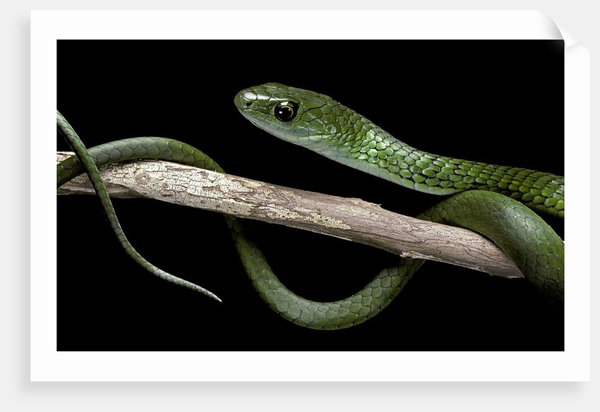 Philothamnus angolensis (green bush snake) by Anonymous