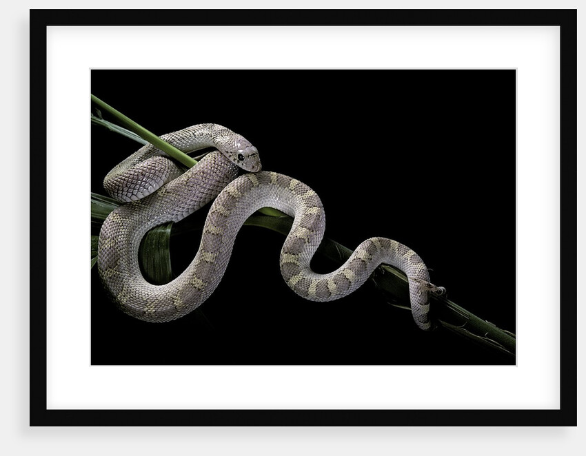 Pituophis melanoleucus mugitus (pine snake) by Anonymous