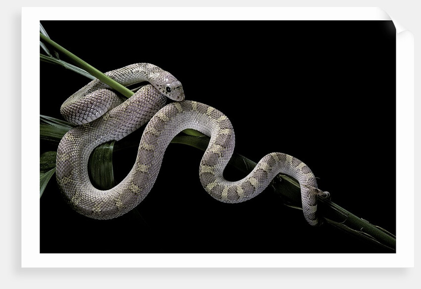 Pituophis melanoleucus mugitus (pine snake) by Anonymous