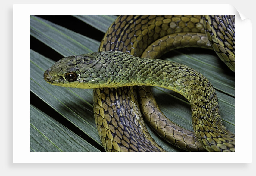 Psammophis sibilans (striped sand racer) by Anonymous