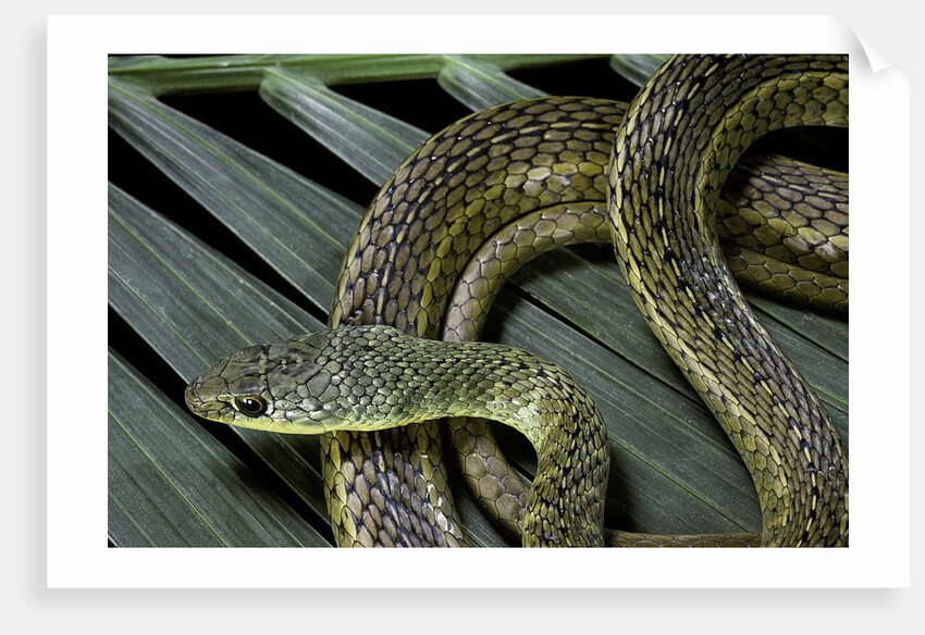 Psammophis sibilans (striped sand racer) by Anonymous