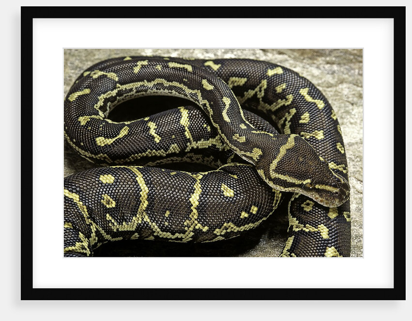 Python anchietae (angolan python) by Anonymous