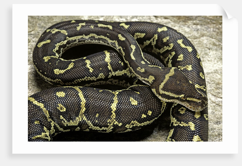 Python anchietae (angolan python) by Anonymous