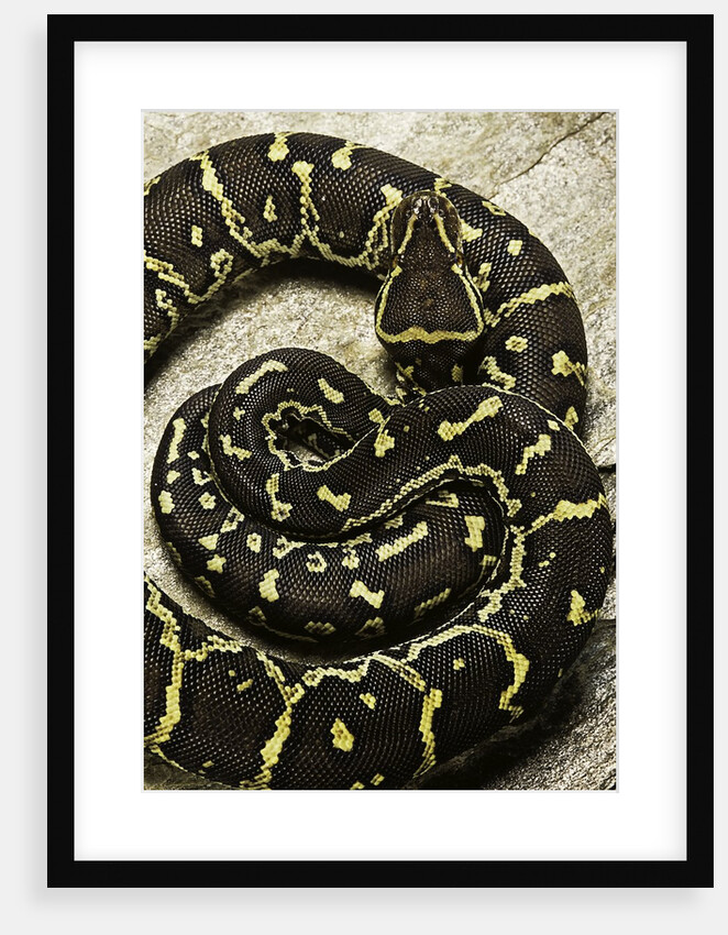 Python anchietae (angolan python) by Anonymous