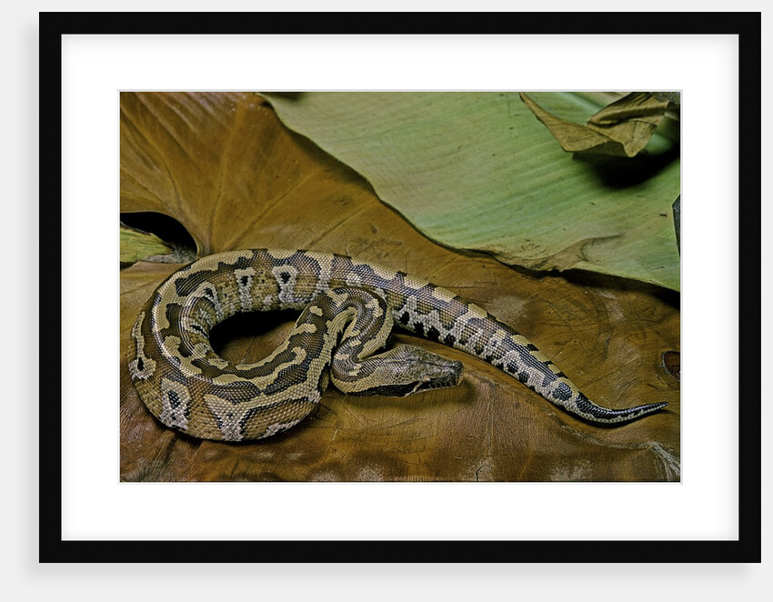 Python brongersmai (curtus) (red blood python) by Anonymous