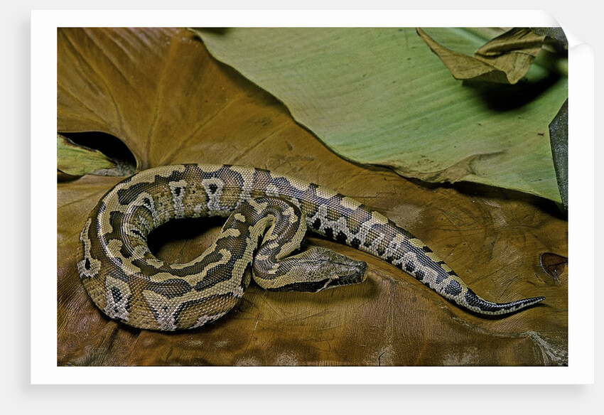 Python brongersmai (curtus) (red blood python) by Anonymous