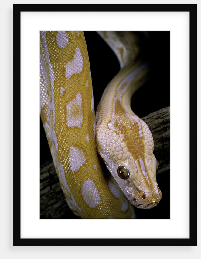 Python molurus bivittatus f. labyrinth albino by Anonymous